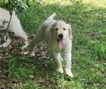 Small #9 English Cream Golden Retriever