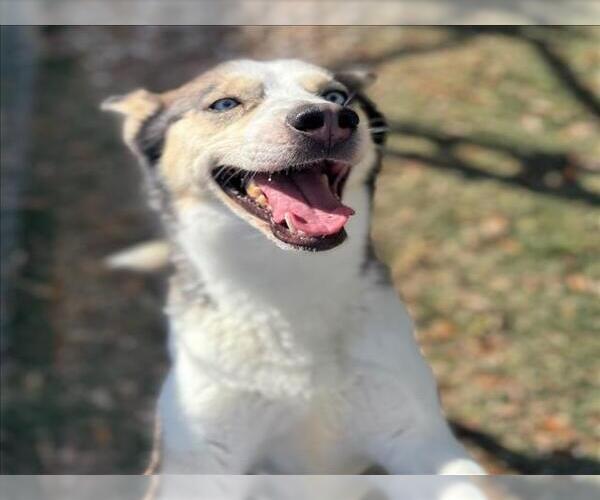 Medium Photo #3 Siberian Husky Puppy For Sale in Texas City, TX, USA