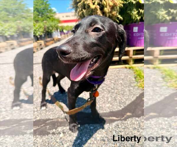 Medium Photo #3 Labrador Retriever-Unknown Mix Puppy For Sale in pomfret, CT, USA