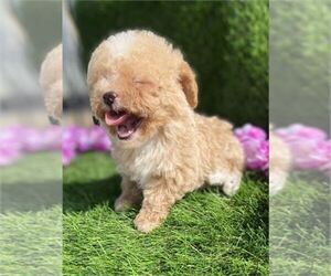 Poodle (Toy) Puppy for sale in WEST PALM BEACH, FL, USA