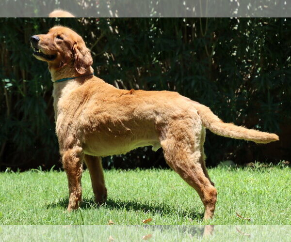 Medium Photo #2 Golden Retriever Puppy For Sale in Glendale , AZ, USA