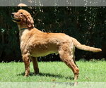 Small #1 Golden Retriever