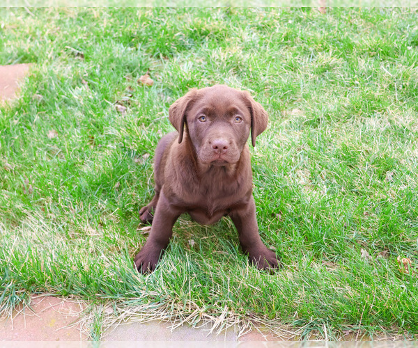 Medium Photo #3 Labrador Retriever Puppy For Sale in SYRACUSE, IN, USA