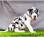 Puppy Travis Great Dane
