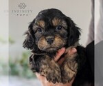 Small Photo #6 Cavachon Puppy For Sale in GORDONVILLE, PA, USA