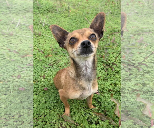 Medium Photo #1 Chihuahua Puppy For Sale in Victorville, CA, USA