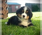 Puppy Derek Bernese Mountain Dog