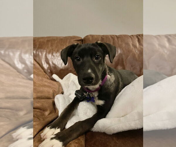 Medium Photo #6 Mutt Puppy For Sale in Oak Bluffs, MA, USA