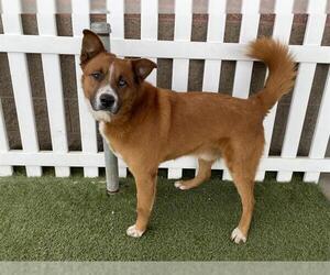 Australian Shepherd-Unknown Mix Dogs for adoption in Modesto, CA, USA