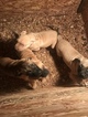 Small Photo #11 Presa Canario Puppy For Sale in FLINT, MI, USA