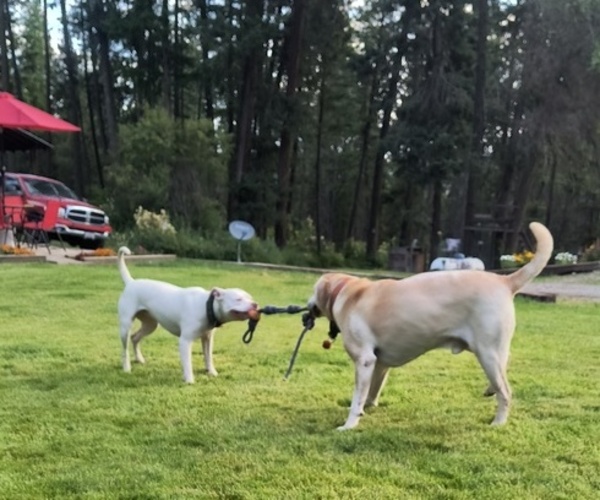 Medium Photo #5 American Pit Bull Terrier Puppy For Sale in LEWISTON, ID, USA