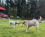 Small #4 American Pit Bull Terrier