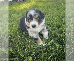 Mal-Shi Puppy for sale in WELLINGTON, MO, USA