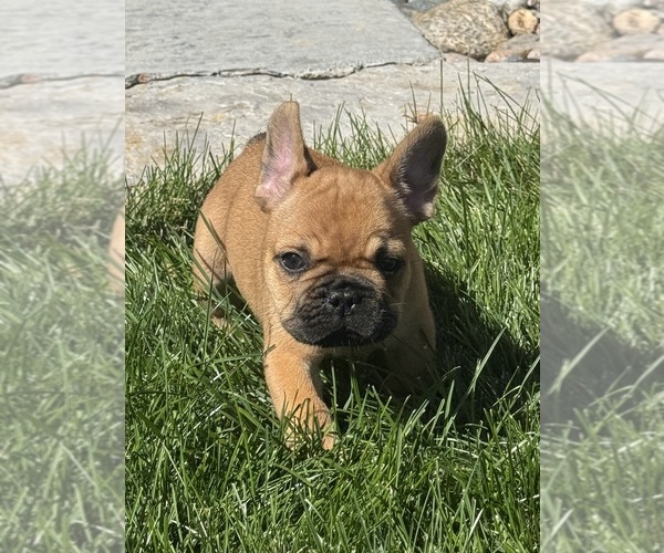 Medium Photo #5 French Bulldog Puppy For Sale in AURORA, CO, USA