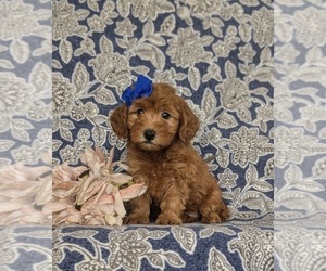 Goldendoodle (Miniature) Puppy for sale in CHRISTIANA, PA, USA