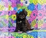 Small Photo #1 Poodle (Miniature)-ShihPoo Mix Puppy For Sale in LINCOLN UNIVERSITY, PA, USA