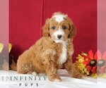 Small #2 Cavapoo