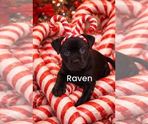 Mutt Dogs for adoption in Clarkston, MI, USA