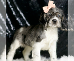 Small #2 Cocker Spaniel