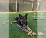 Small German Shepherd Dog