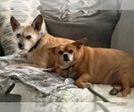 Small Photo #15 Chihuahua Puppy For Sale in Boonton, NJ, USA