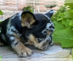 Puppy Sam French Bulldog
