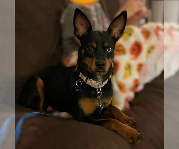 Medium Photo #6 Miniature Pinscher-Unknown Mix Puppy For Sale in Fargo, ND, USA