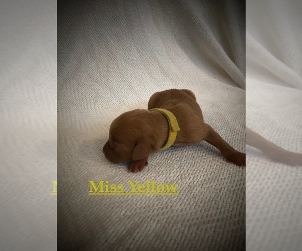 Medium Photo #11 Vizsla Puppy For Sale in NEWHALL, CA, USA