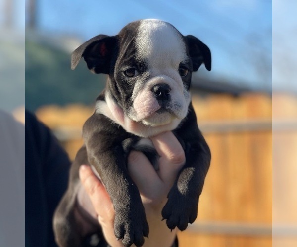 Medium Photo #3 Bulldog Puppy For Sale in FRESNO, CA, USA