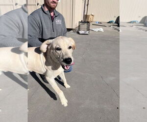 Labrador Retriever Dogs for adoption in La Porte, IN, USA