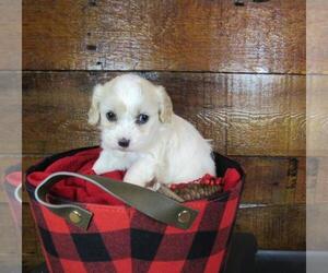 Cavachon Puppy for sale in LE MARS, IA, USA