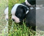 Small Photo #3 Boston Terrier Puppy For Sale in SOMERVILLE, TX, USA