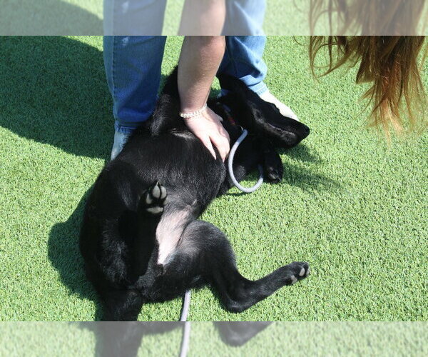 Medium Photo #2 German Shepherd Dog-Unknown Mix Puppy For Sale in Chestertown, MD, USA