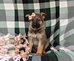 Small #2 German Shepherd Dog