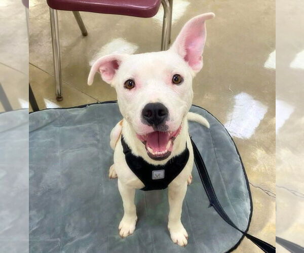 Medium Photo #5 American Bulldog-Unknown Mix Puppy For Sale in Alexander, AR, USA
