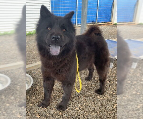 Medium Photo #2 Chow Chow Puppy For Sale in San Antonio, TX, USA
