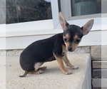 Puppy 5 Chihuahua