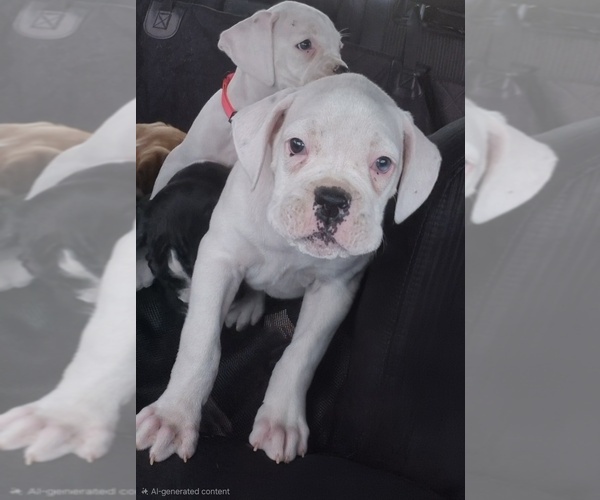 Medium Photo #8 Boxer Puppy For Sale in SAPULPA, OK, USA