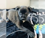 Small #1 Labrador Retriever Mix