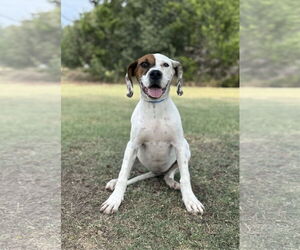 Boxer-Unknown Mix Dogs for adoption in PIPE CREEK, TX, USA