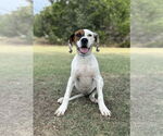 Small Boxer Mix