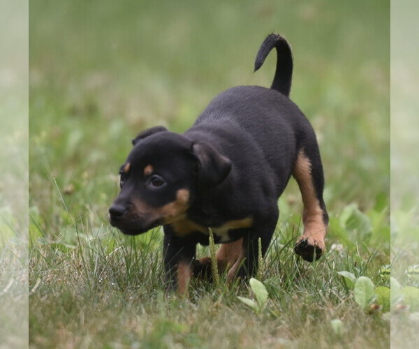 Medium Photo #6 Mutt Puppy For Sale in Mechanicsburg, PA, USA