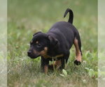 Small #5 Mutt