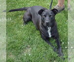 Small #3 American Staffordshire Terrier Mix