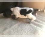 Small Photo #11 German Shorthaired Pointer Puppy For Sale in MOOSUP, CT, USA