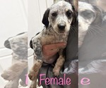 Small #3 Bluetick Coonhound-Border Collie Mix