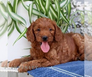 Goldendoodle (Miniature) Puppy for sale in LITITZ, PA, USA