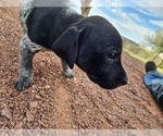 Small Photo #59 German Shorthaired Pointer Puppy For Sale in EVANSVILLE, WY, USA