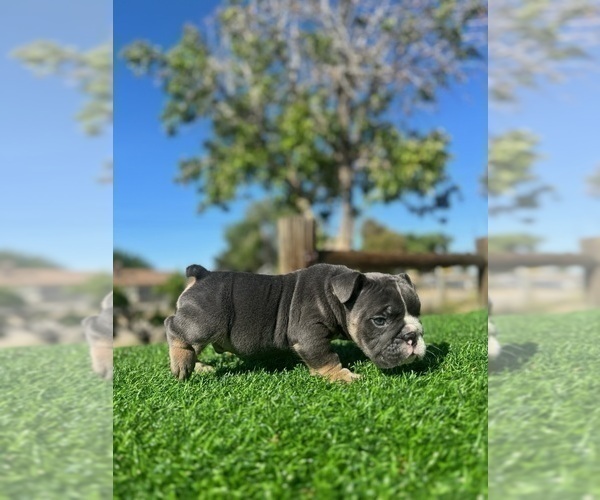Medium Photo #7 English Bulldog Puppy For Sale in ATLANTA, GA, USA