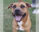 Small American Staffordshire Terrier Mix